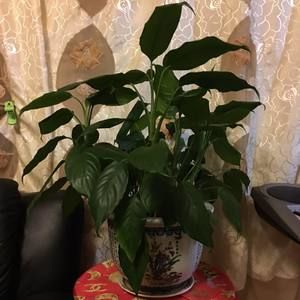 Meet your Posher, Rui